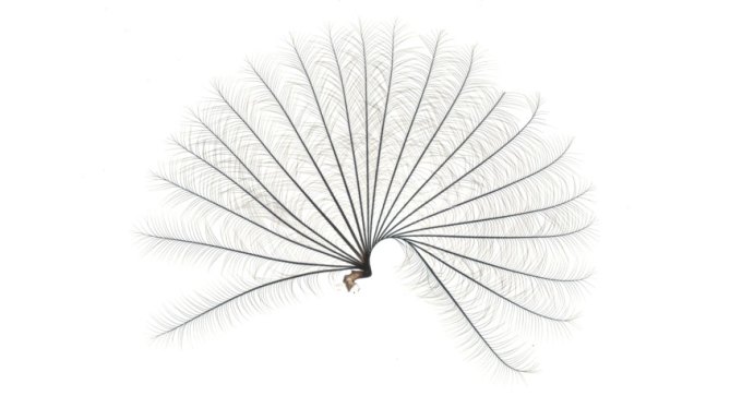 fan from water strider leg