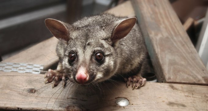 brushtail possum