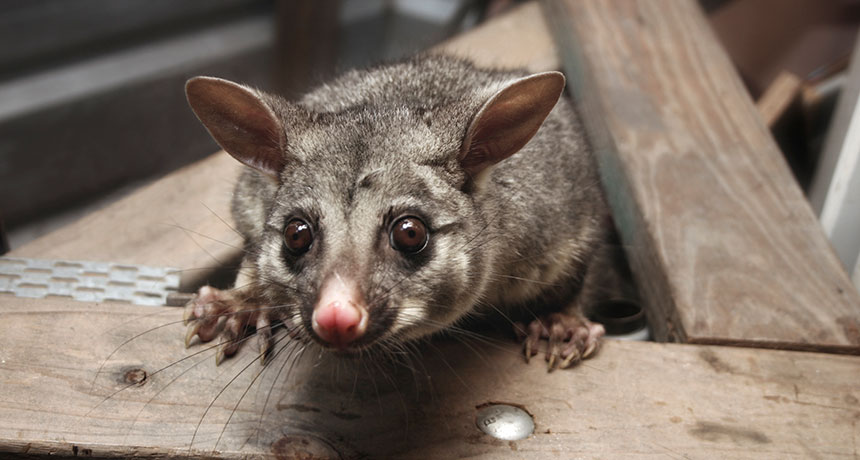brushtail possum