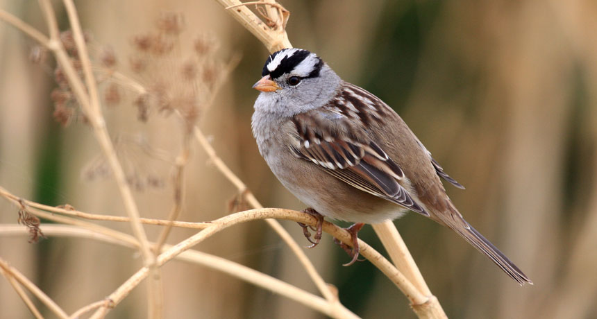 white-crowned sparrow
