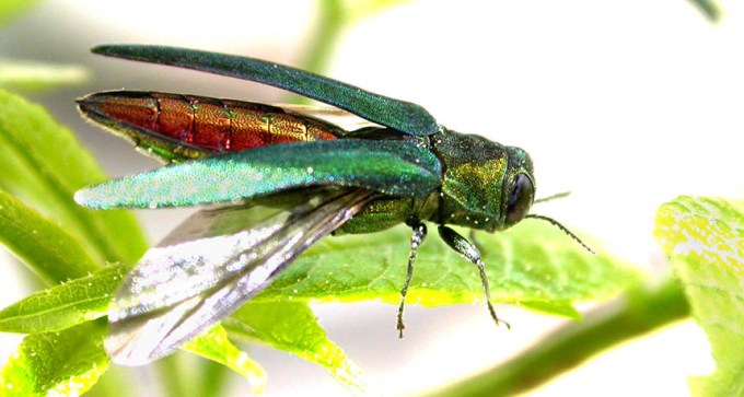 emerald ash borer