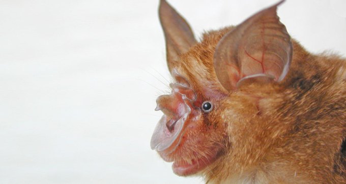 horseshoe bat