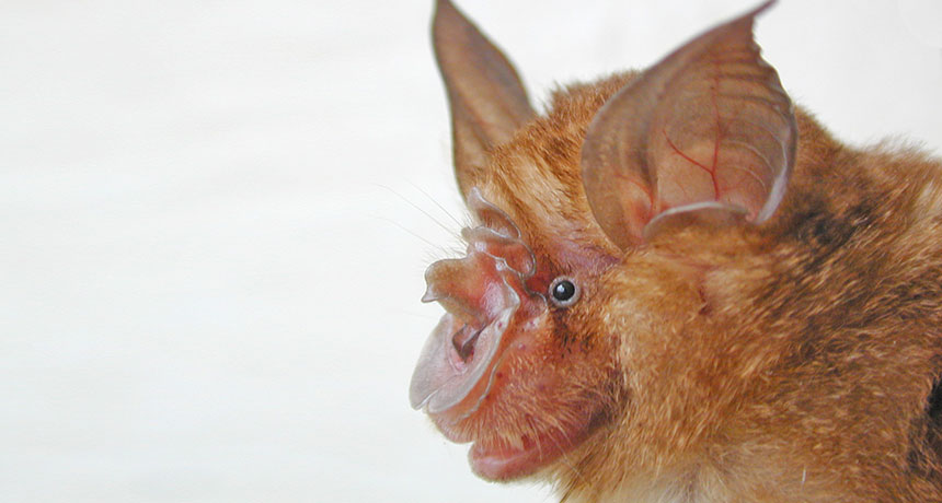 horseshoe bat