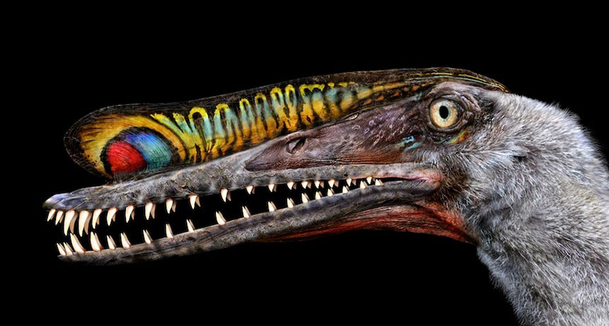 Hamipterus tianshanensis