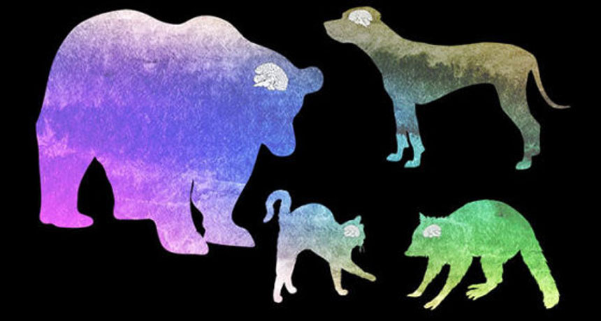 composite image of various animals