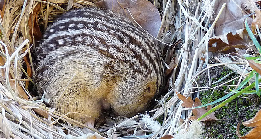 thirteen-lined ground squirrel