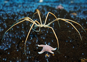 sea spider