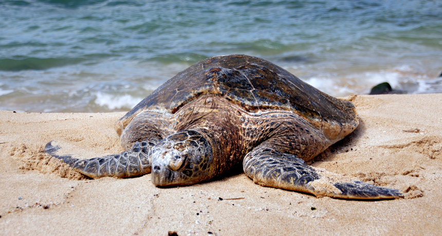 green sea turtle