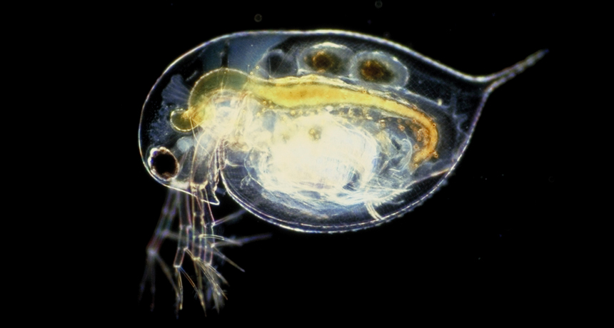 daphnia