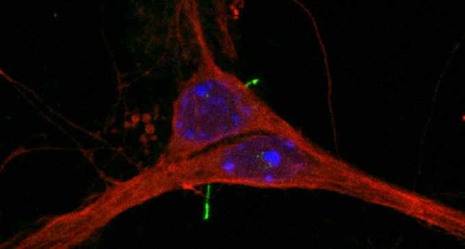 mouse nerve cells