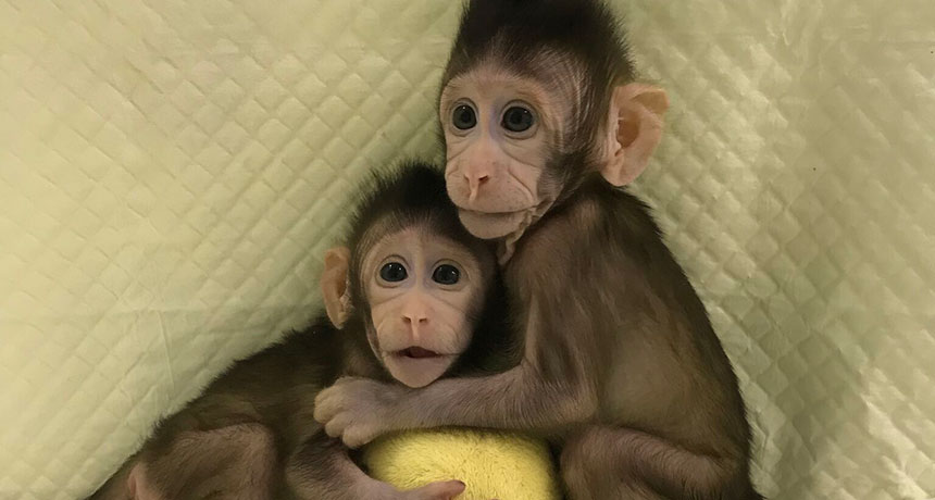 genetically identical cloned monkeys