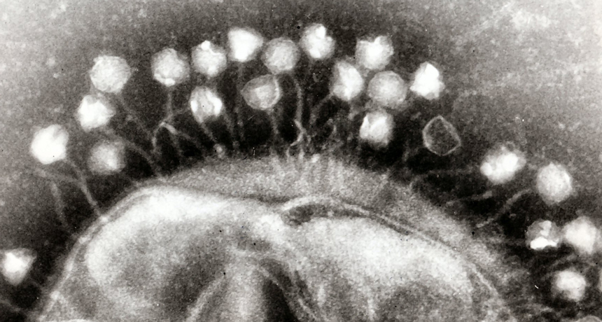phages