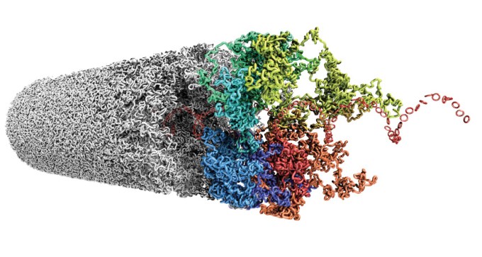 simulation of bundled chromosomes