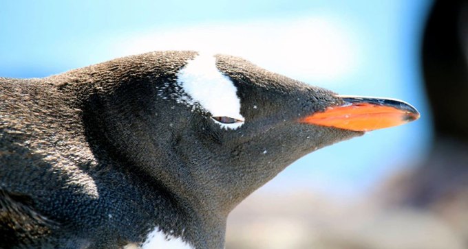 Gentoo penguin