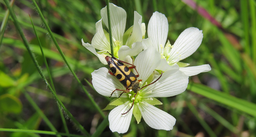 notch-tipped flower longhorn beetle