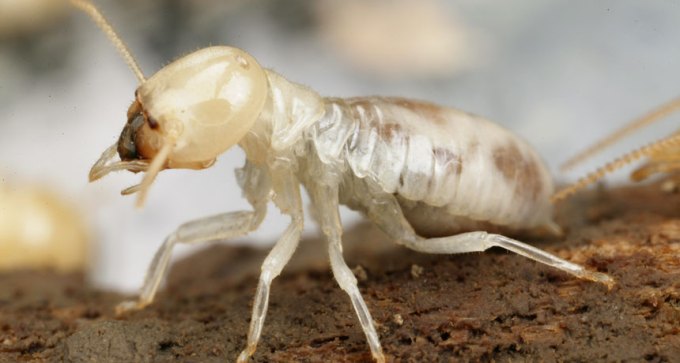 Mastotermes darwiniensis termite