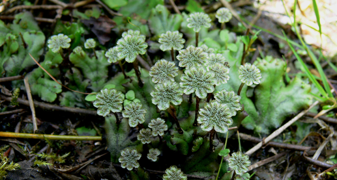 bryophyte