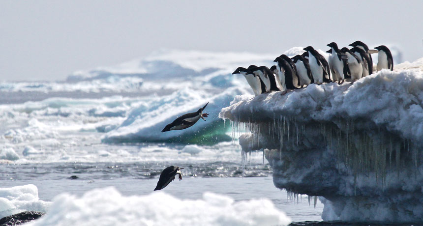 Adélie penguins