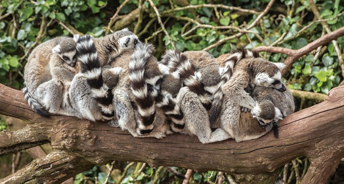 ring-tailed lemurs