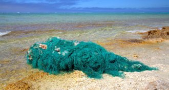 fishing net washed ashore