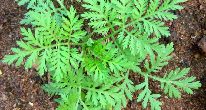 sweet wormwood plant