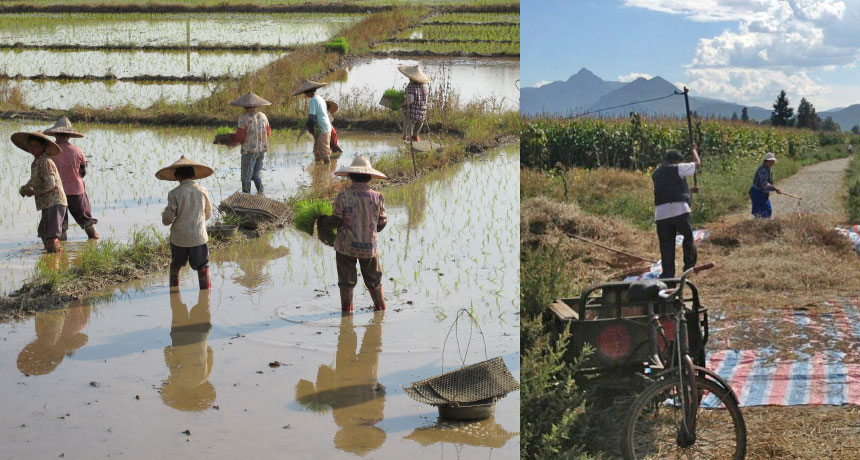 rice and wheat farmers