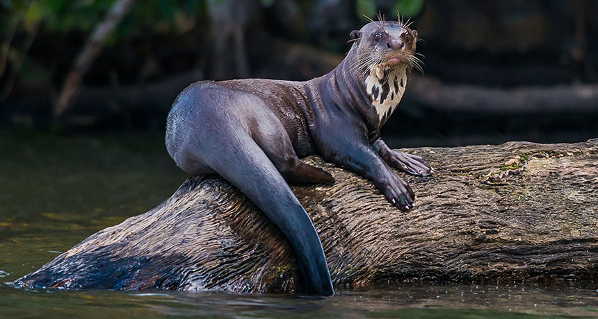 giant otter