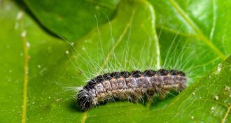 Oak processionary caterpillar