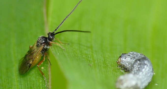 wasp and leafworm