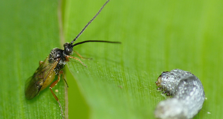 wasp and leafworm