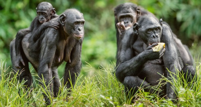bonobos
