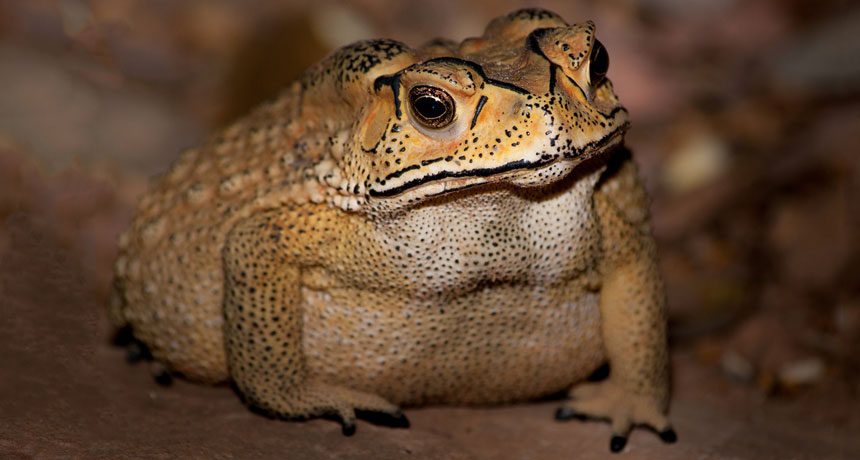 Asian common toad