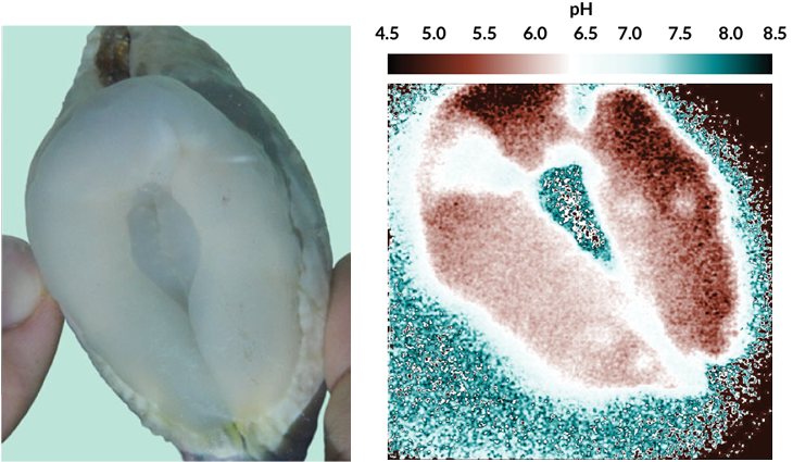 an acidity map of a giant clam's boring organ