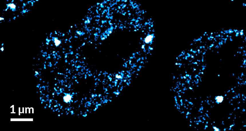 mouse embryonic stem cells