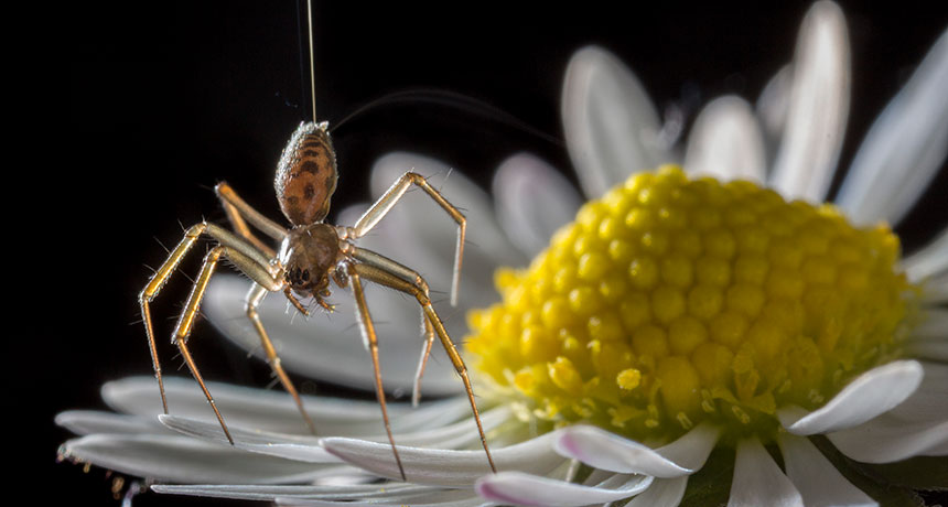 spider in "tiptoe stance"