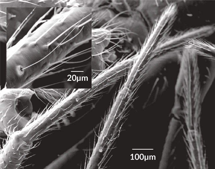a scanning electron microscope image of the fine hairs on a spider leg