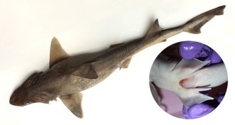 Male bigeye houndshark