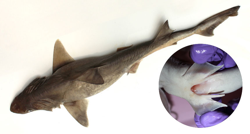 Male bigeye houndshark