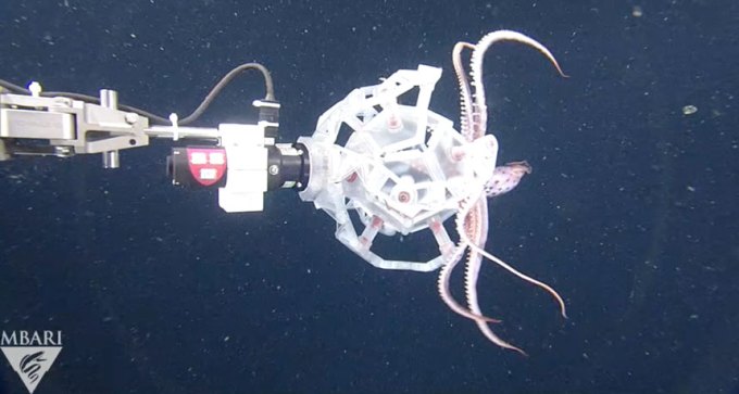 robot catching a cephalopod