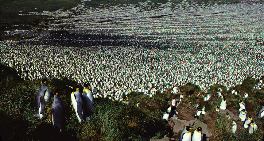 king penguins taken in 1982