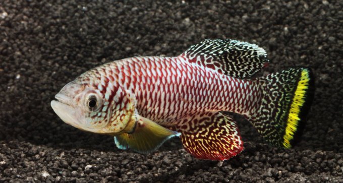 killifish