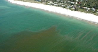 algal bloom off Florida's west coast