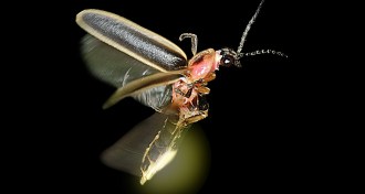 A photo of a firefly flashing