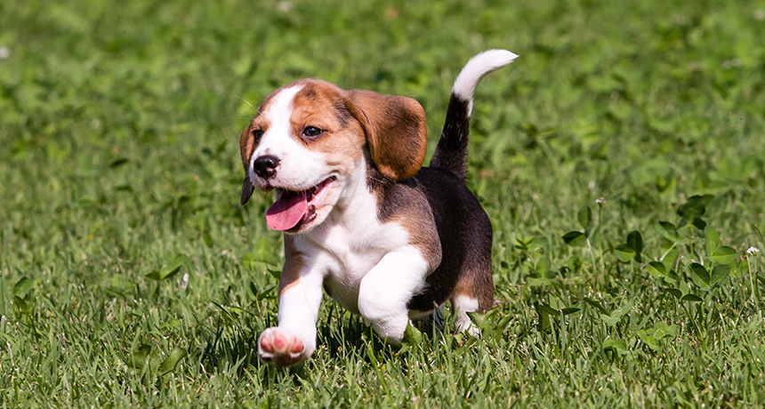 a beagle puppy romping in some grass