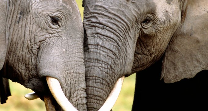African elephants