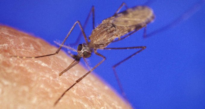 Anopheles gambiae mosquito