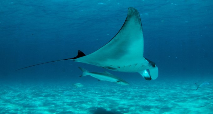 Manta birostris