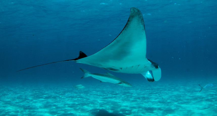 Manta birostris