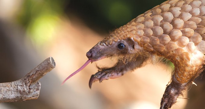 pangolin