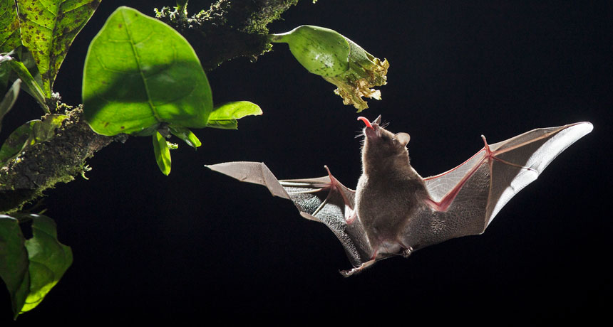 Pallas's long-tongued bat hovering